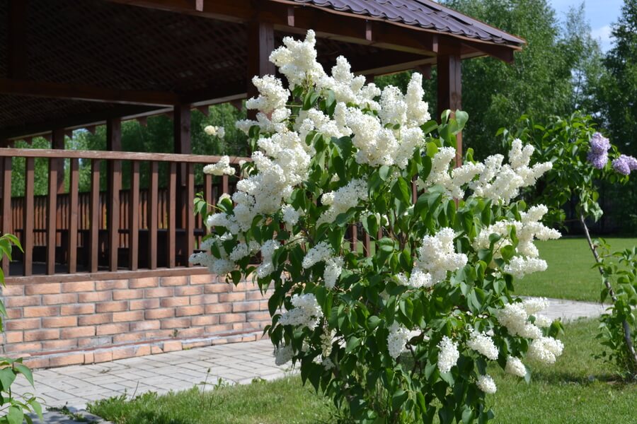 Весна на романовских дачах 2018